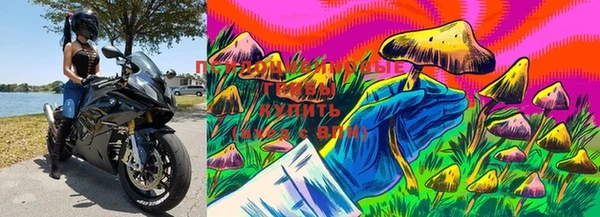 прущие грибы Михайлов